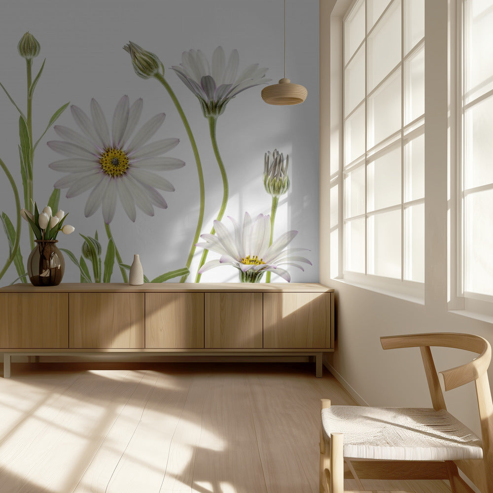 Cape Daisies | Wallpaper
