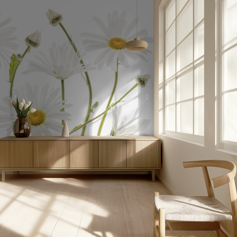 Ox eye Daisies | Wallpaper