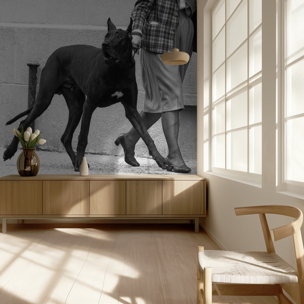 Great dane bodyguard (from the series &quot;Boy meets girl&quot;) | Wallpaper