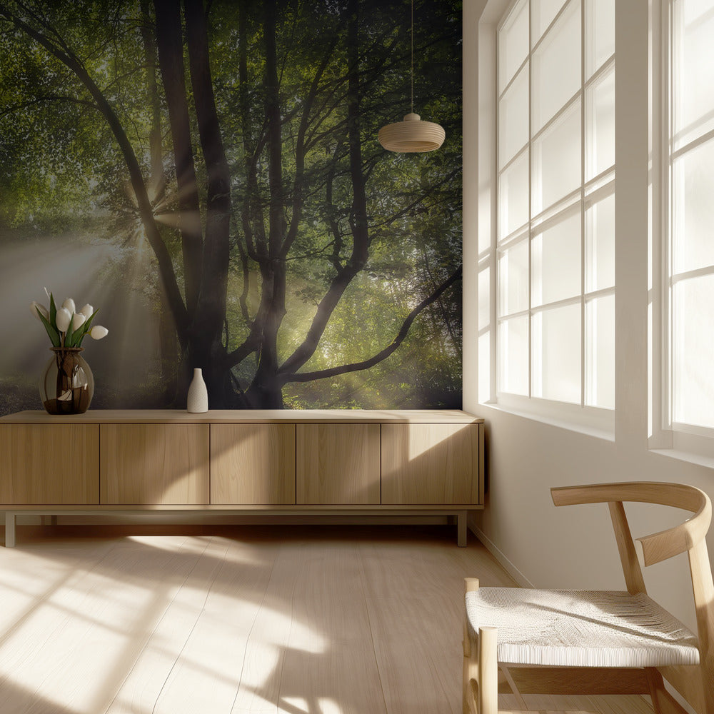 The morning light | Wallpaper