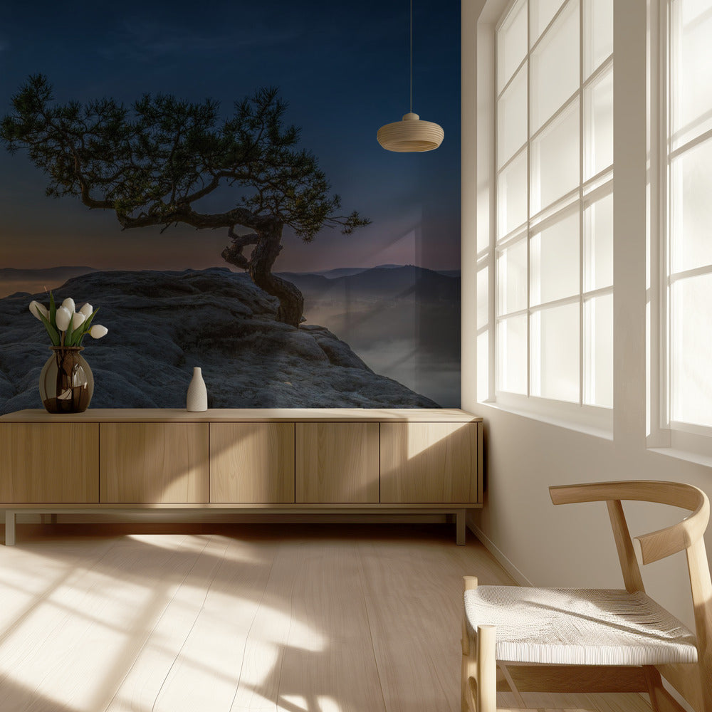 Old pine | Wallpaper