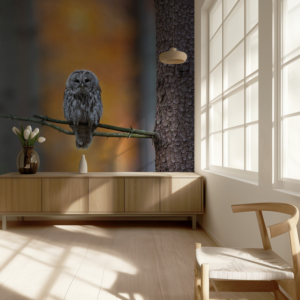 Tawny Owl | Wallpaper