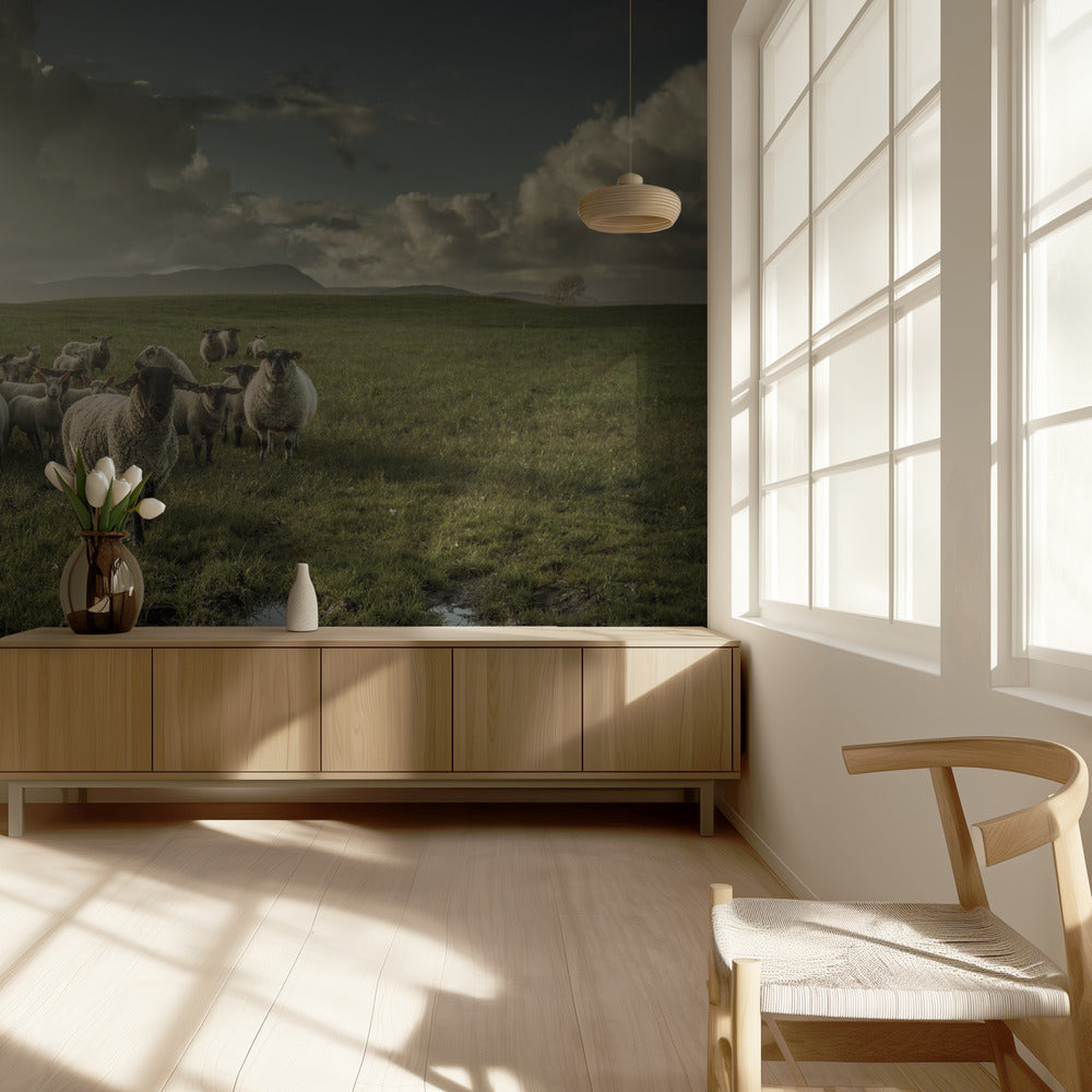 Sheep | Wallpaper
