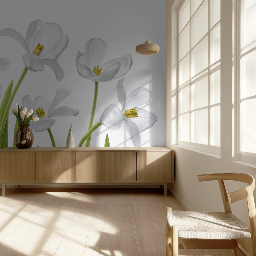 White Tulips | Wallpaper