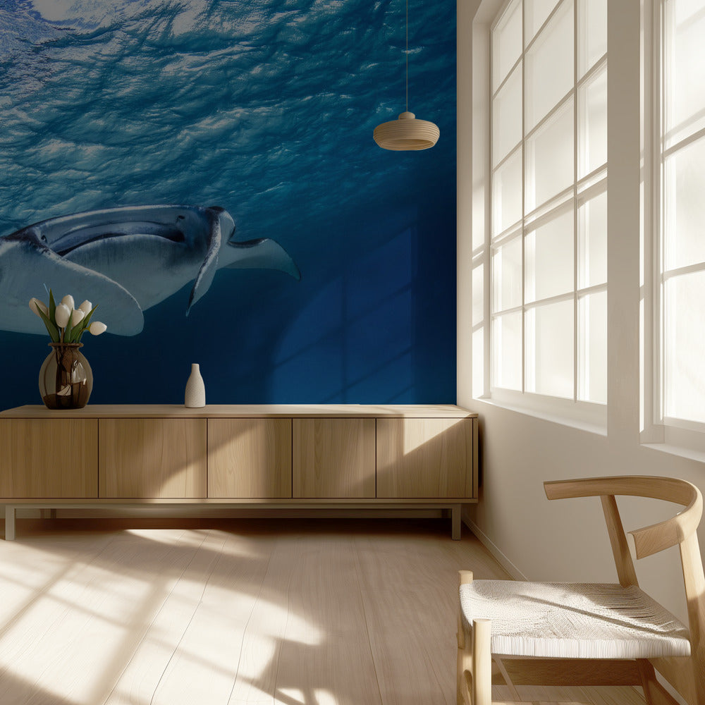 Manta ray | Wallpaper