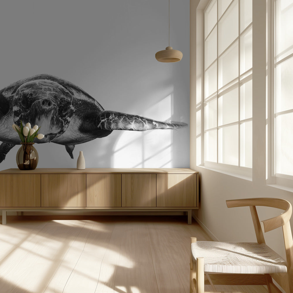 White and turtle | Wallpaper