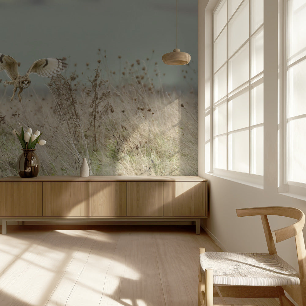 Hunting Short Eared Owl | Wallpaper