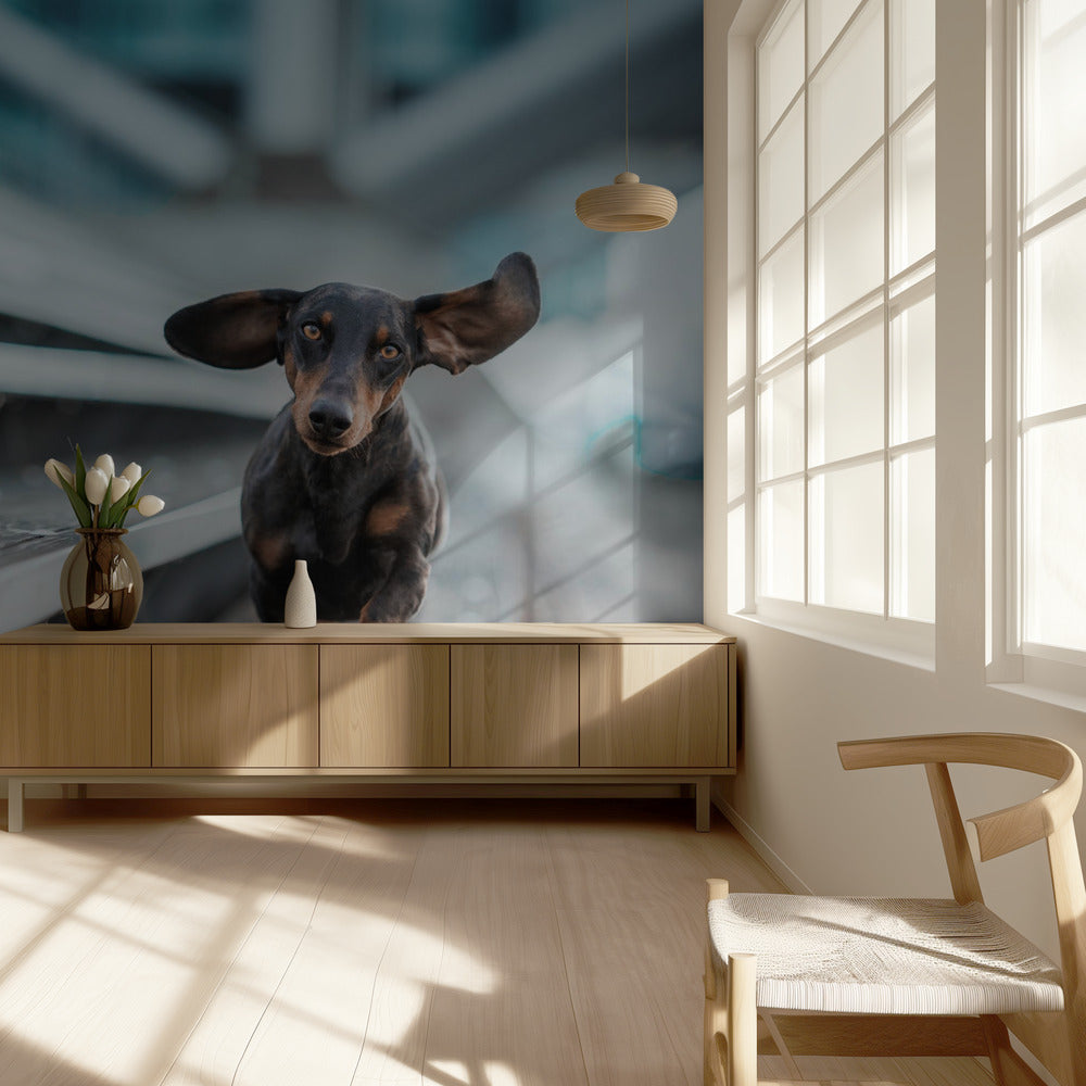 Ein kleiner Hund lÃ¤uft durch die Welt.... | Wallpaper