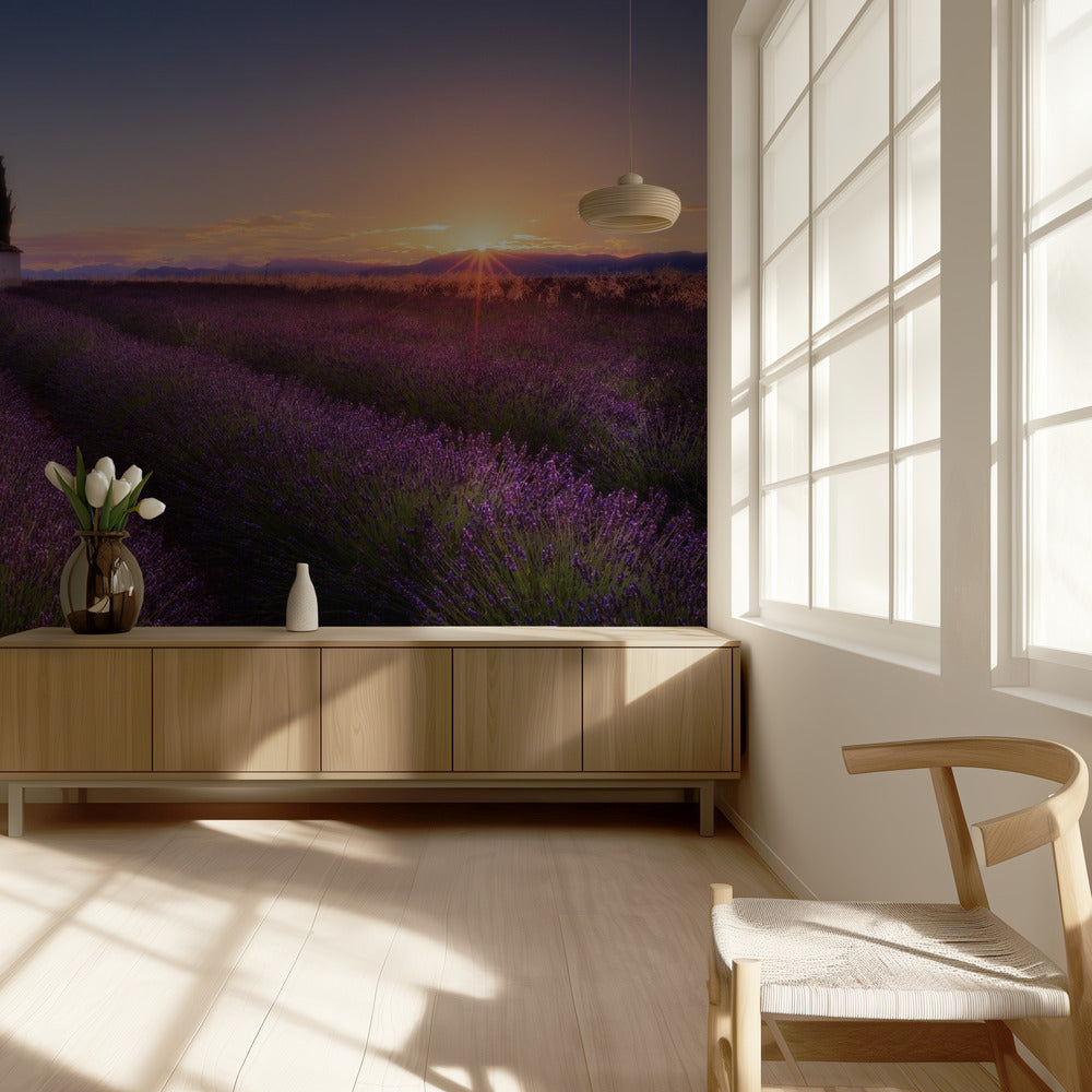 Provence Lavender | Wallpaper