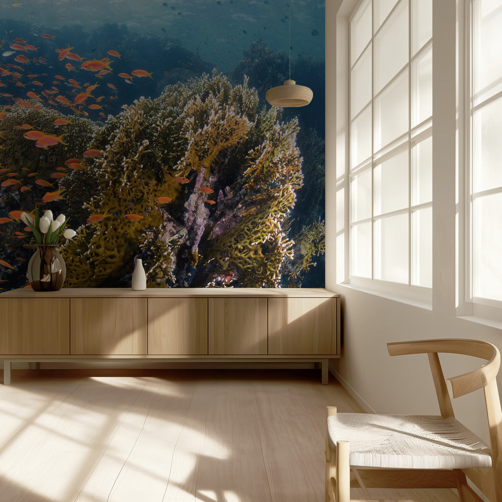 Reefscape | Wallpaper