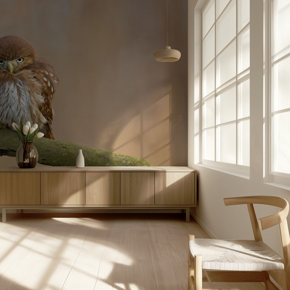 Ferruginous pygmy owl | Wallpaper