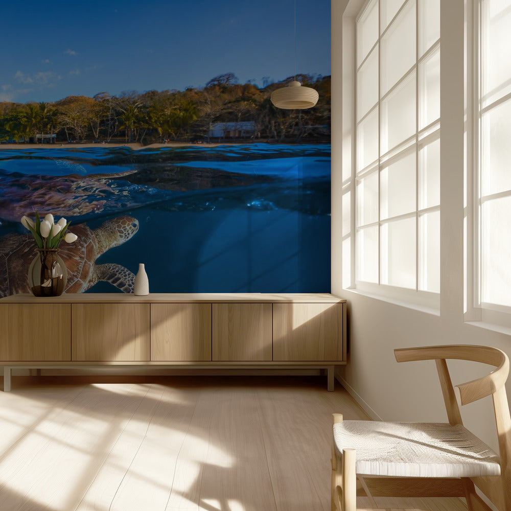 Green Turtle - Sea Turtle | Wallpaper