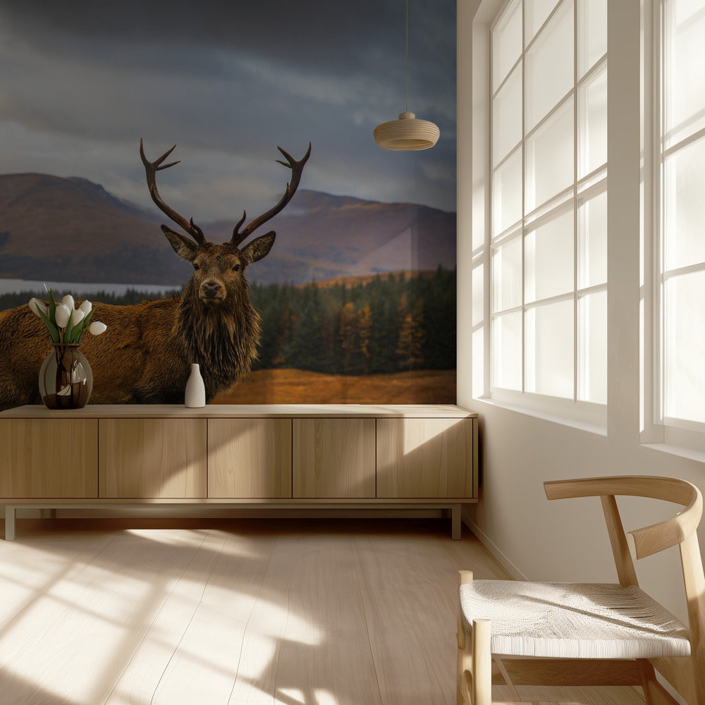 Scottish Stag | Wallpaper