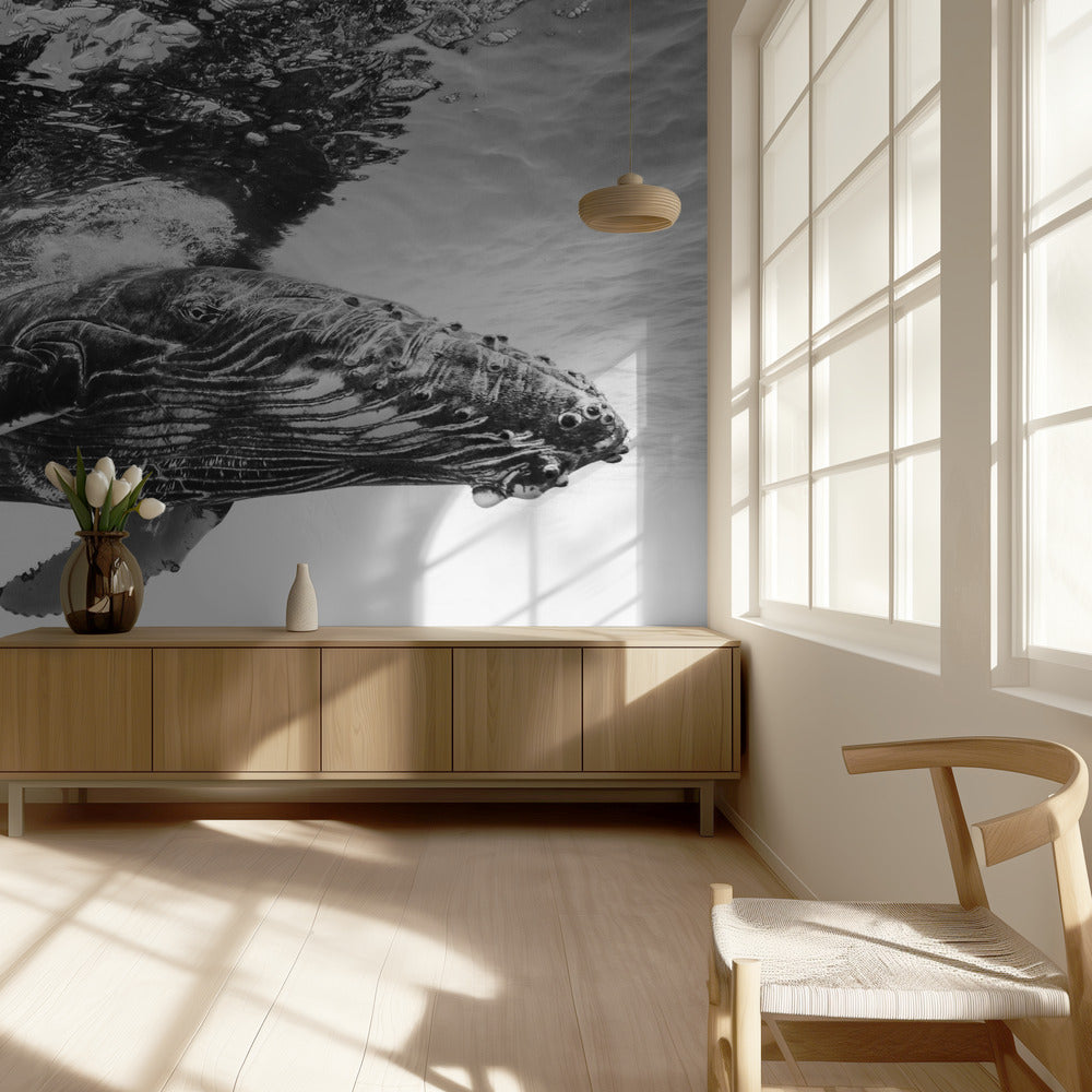 Humpback whale calf | Wallpaper