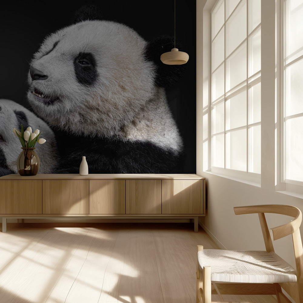 Pandas | Wallpaper