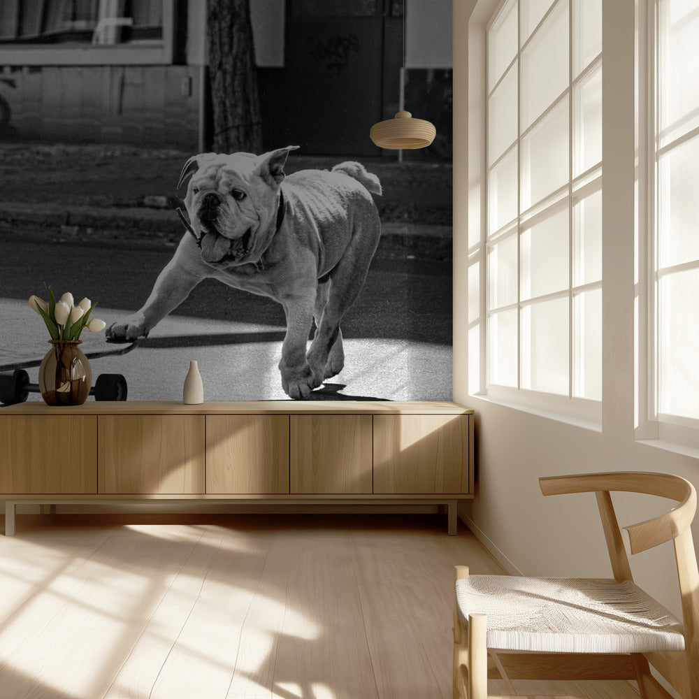 ... dogs just want to have fun ... | Wallpaper