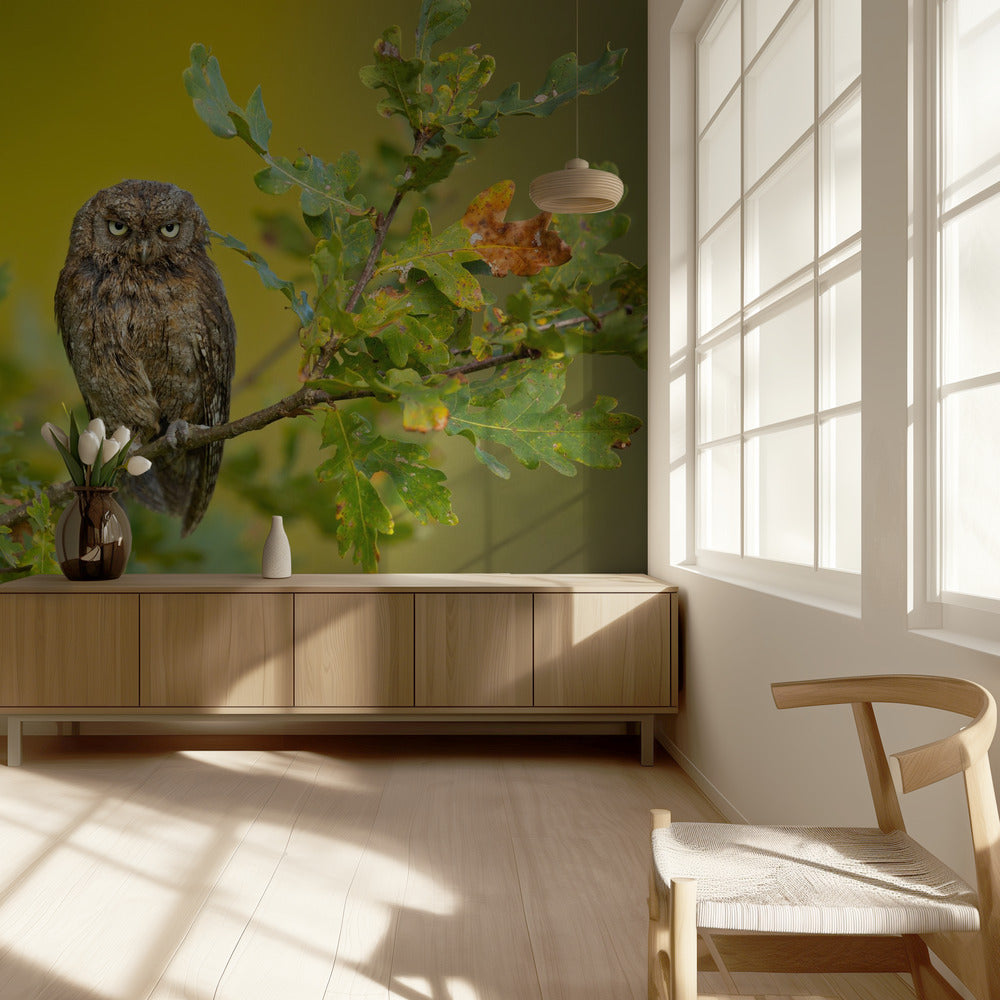 Eurasian Scops Owl | Wallpaper