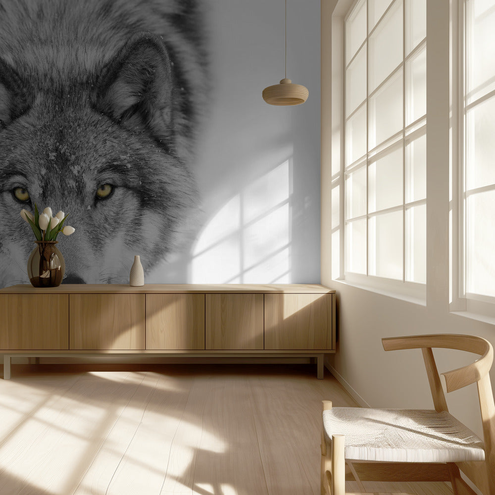 Yellow eyes - Timber Wolf | Wallpaper