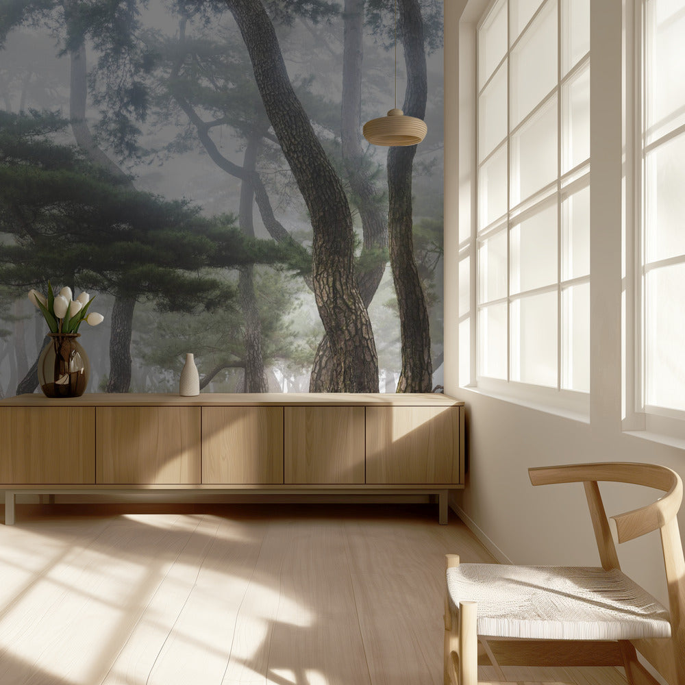 In The Misty Pine Forest | Wallpaper