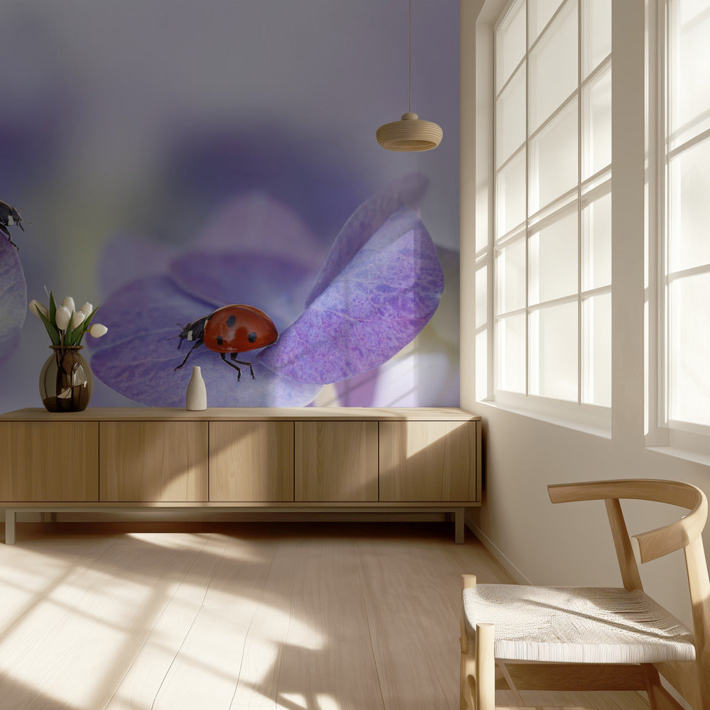 Red and purple | Wallpaper