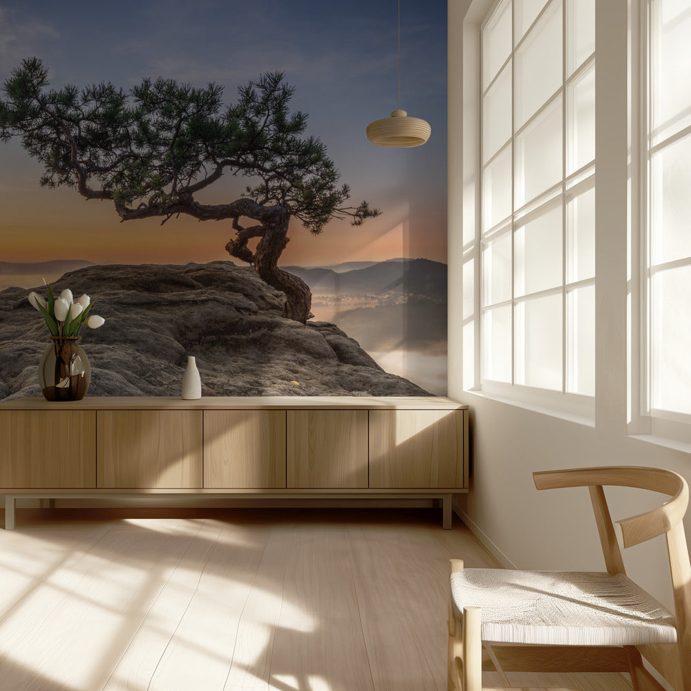 Old pine | Wallpaper