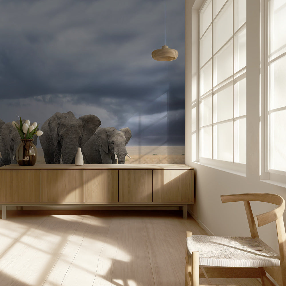 Elephant Walk | Wallpaper