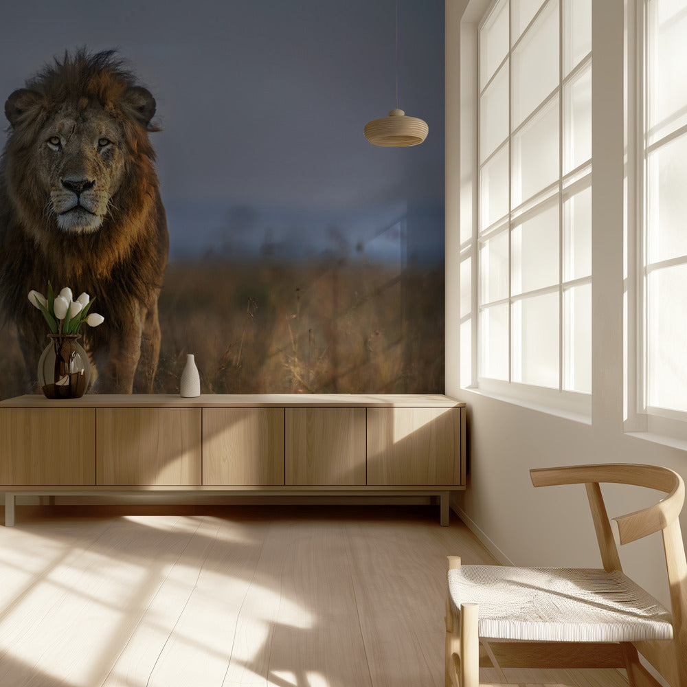 Lion Close Up | Wallpaper