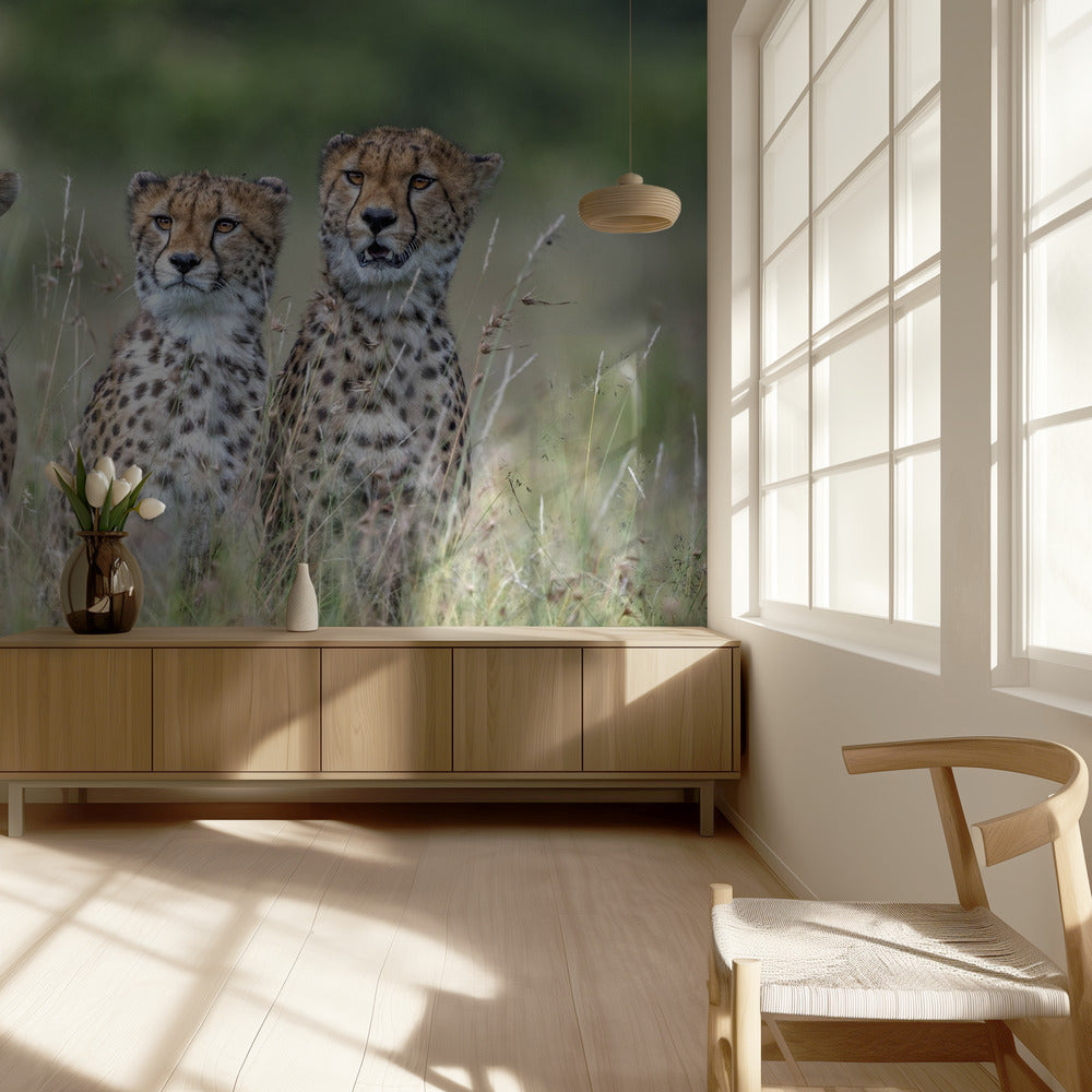 Cheetah cubs | Wallpaper