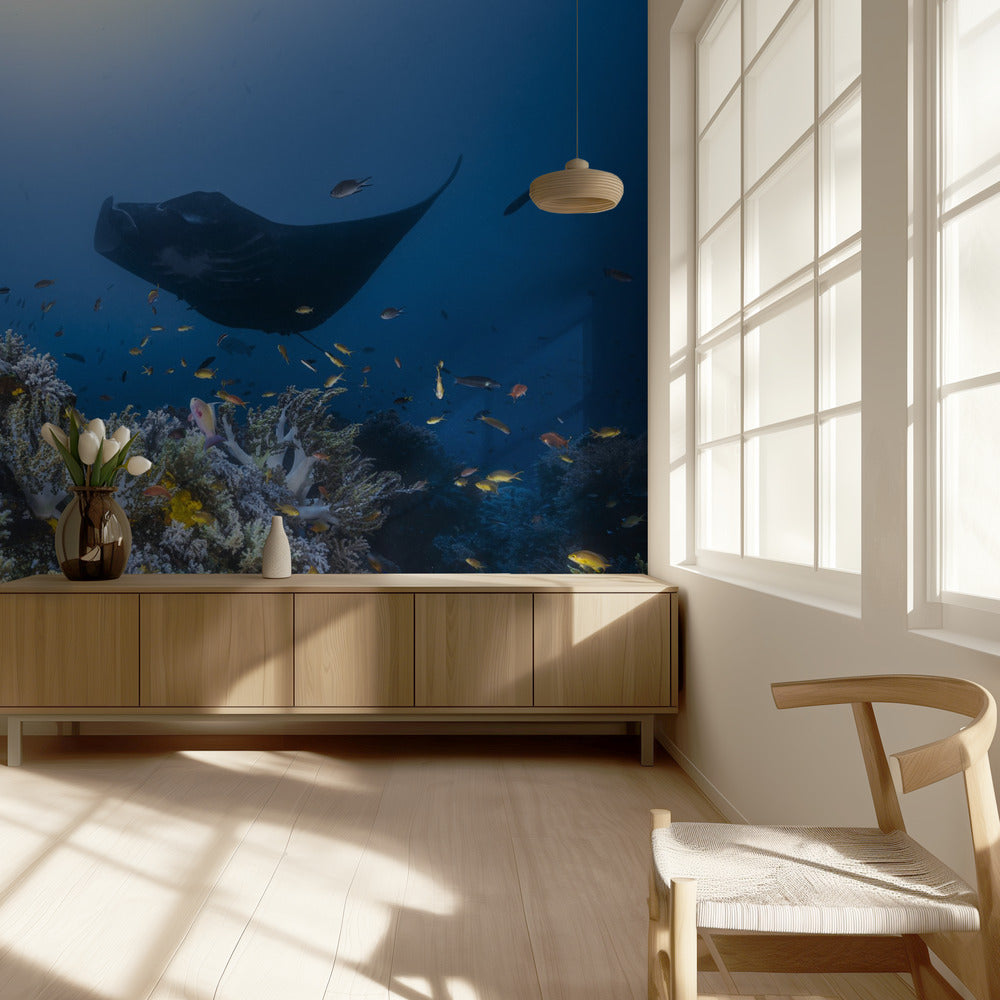 Manta reef on the reef | Wallpaper