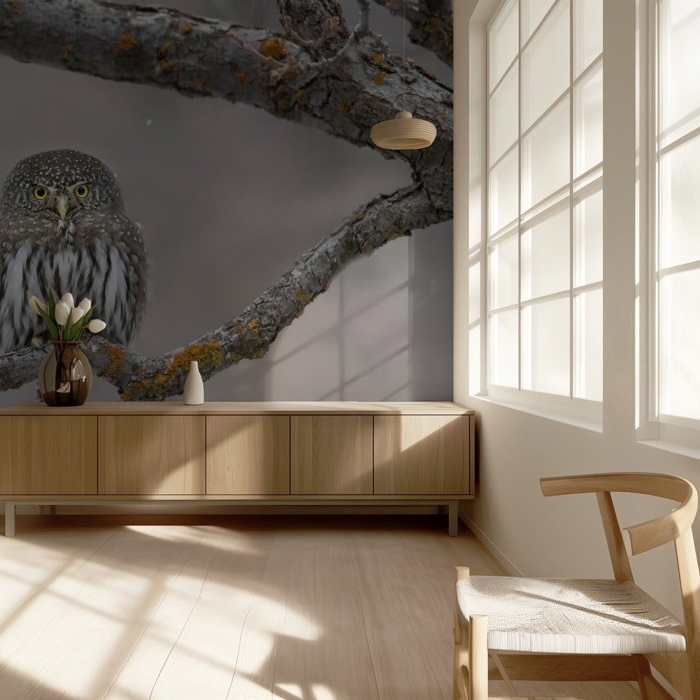 Little guy in the snow | Wallpaper