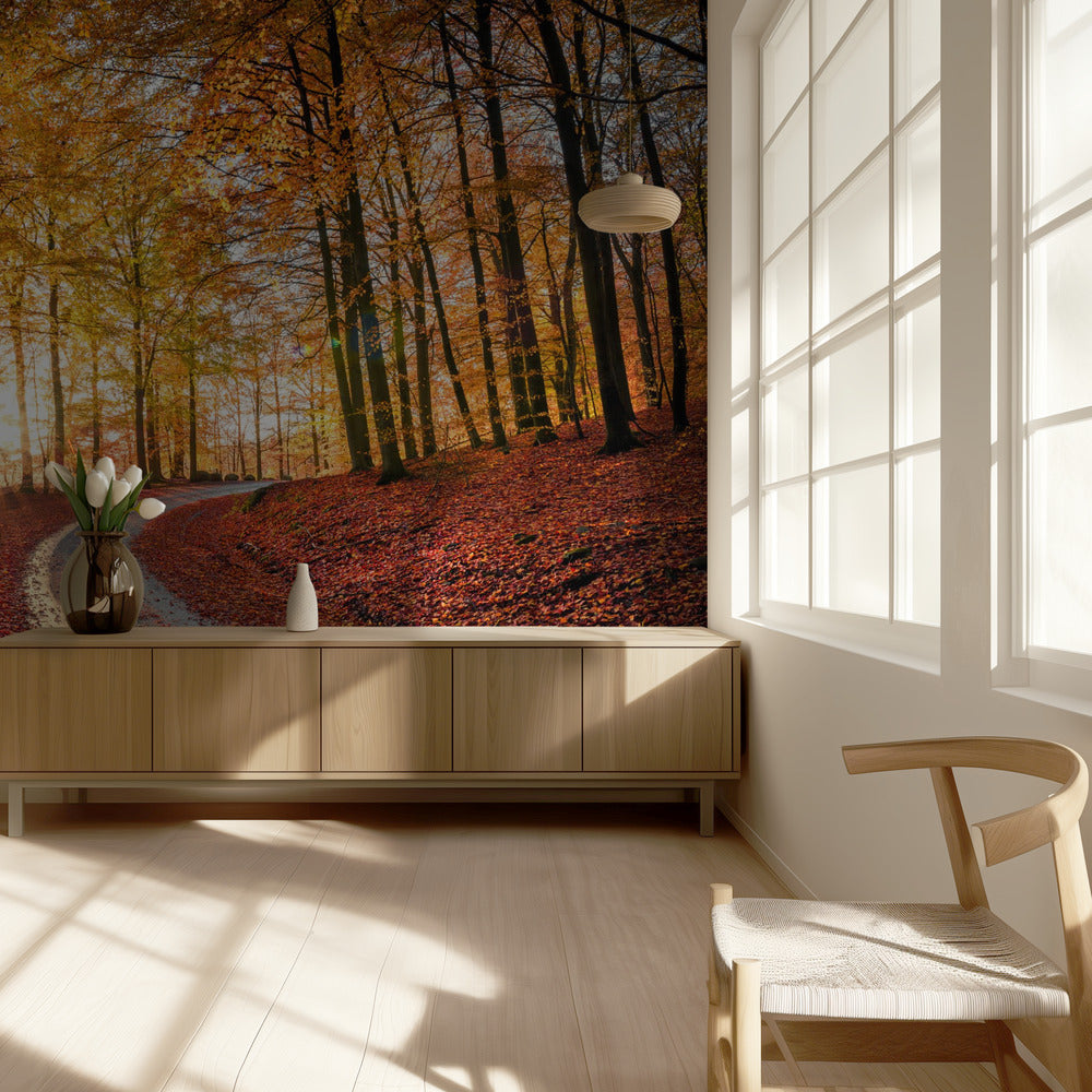 Road in SÃ¶derÃ¥sen nationalpark, Sweden | Wallpaper