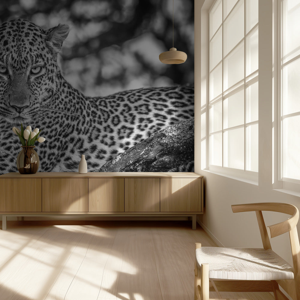 Monochrome beauty | Wallpaper