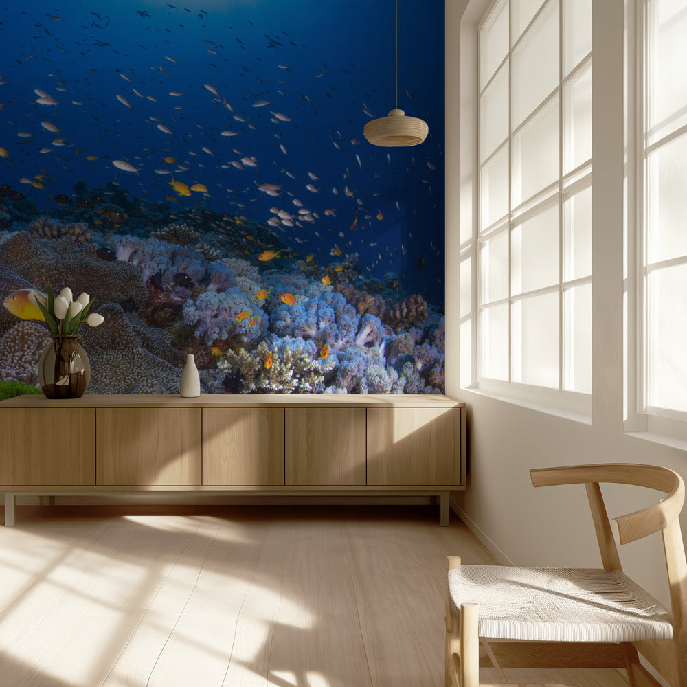 Anemon and Anthias | Wallpaper