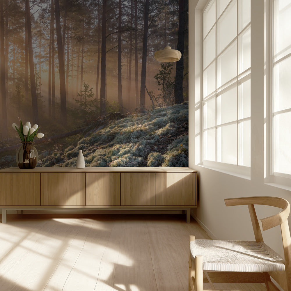 Fog in the forest with white moss in the forground | Wallpaper