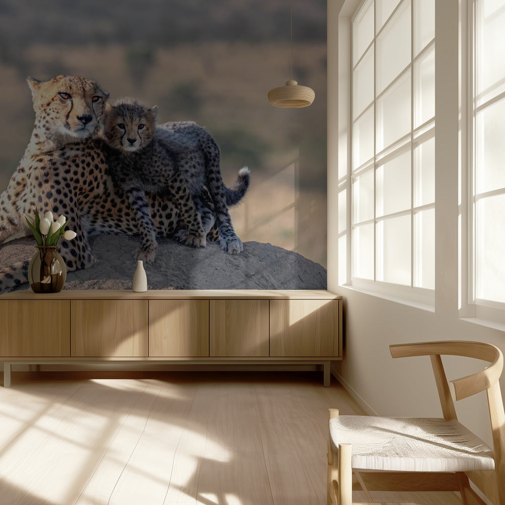 Cheetah and cup! | Wallpaper