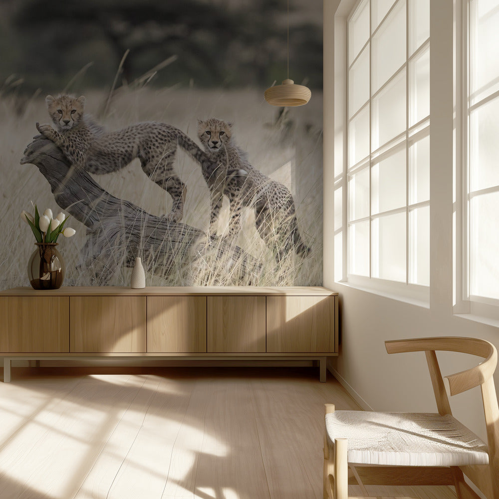 Curious Kitties | Wallpaper