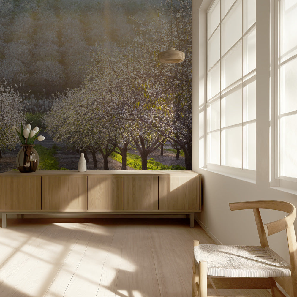 Golden Almonds | Wallpaper