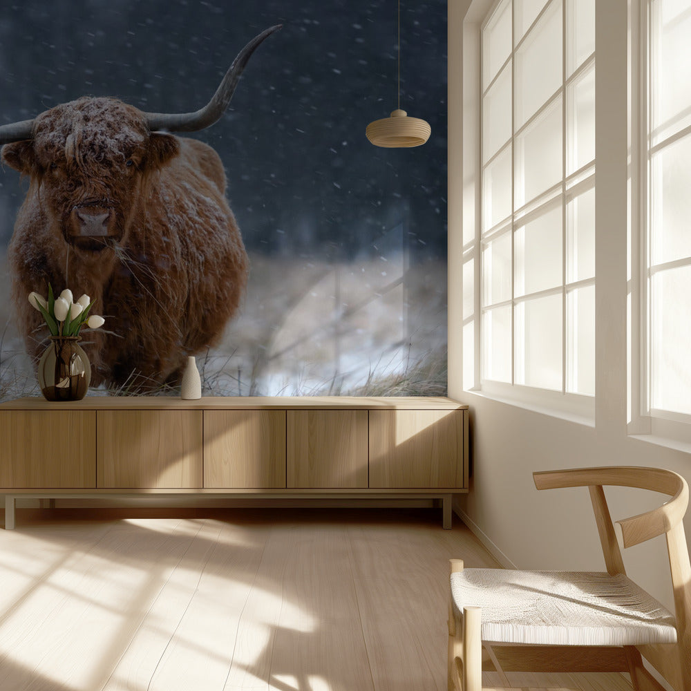 Snowy Highland cow | Wallpaper