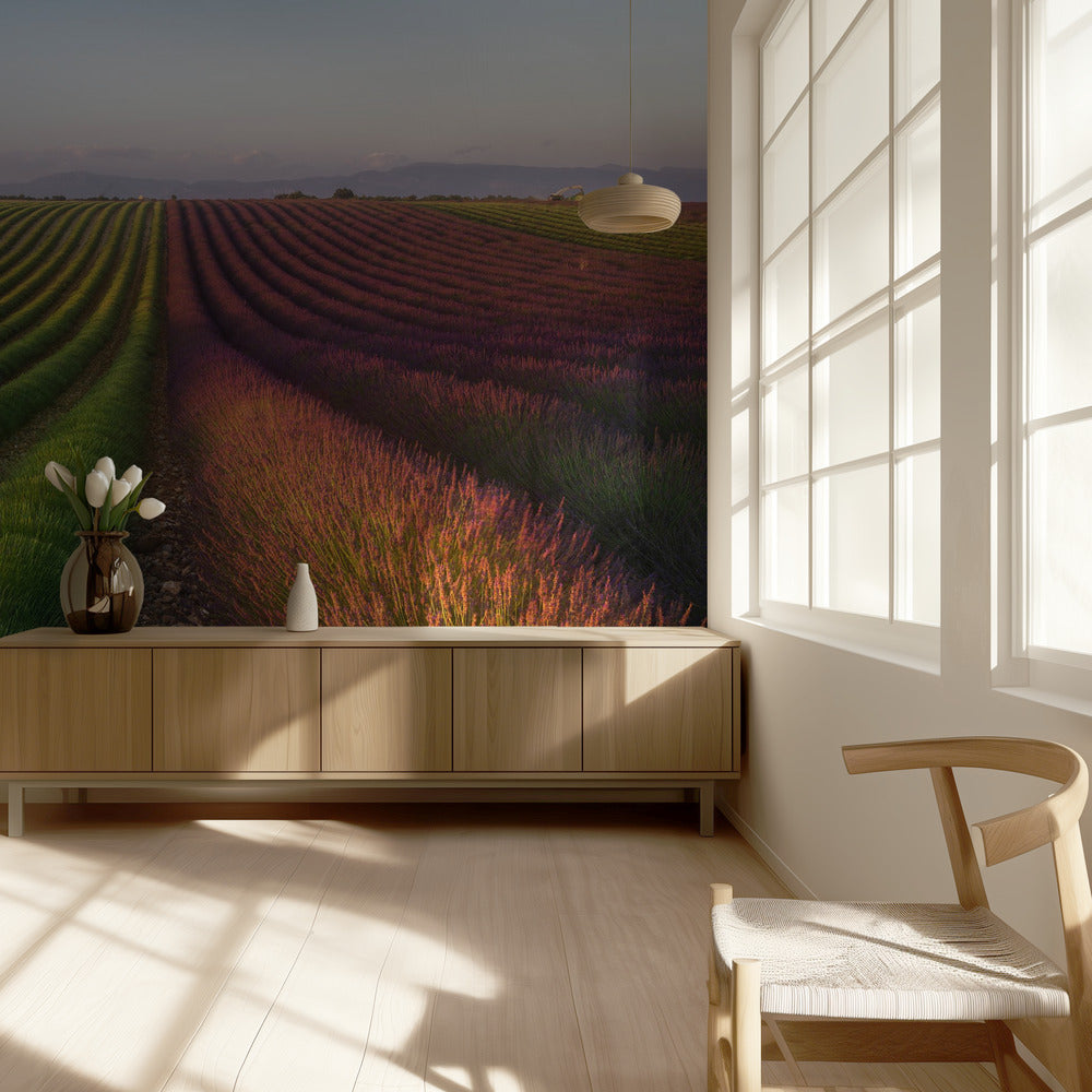 Field of lavender | Wallpaper