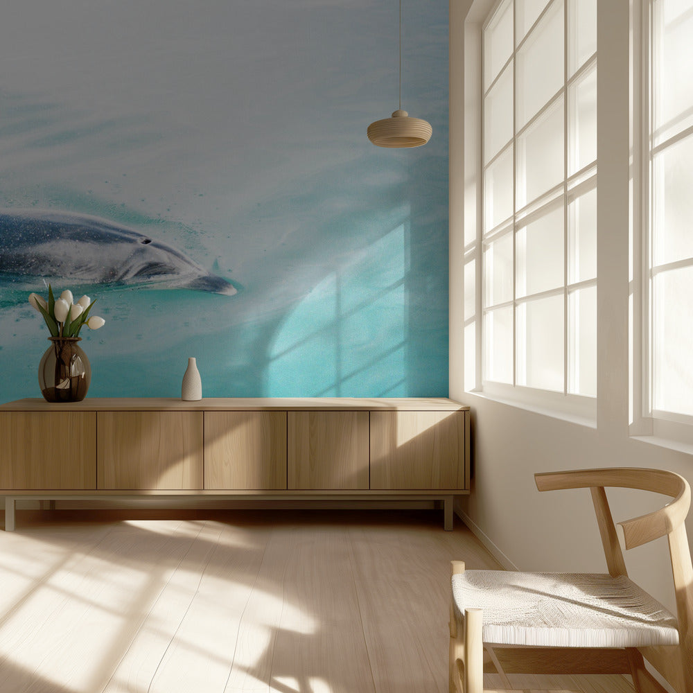 Dolphin N.Z. Northern | Wallpaper