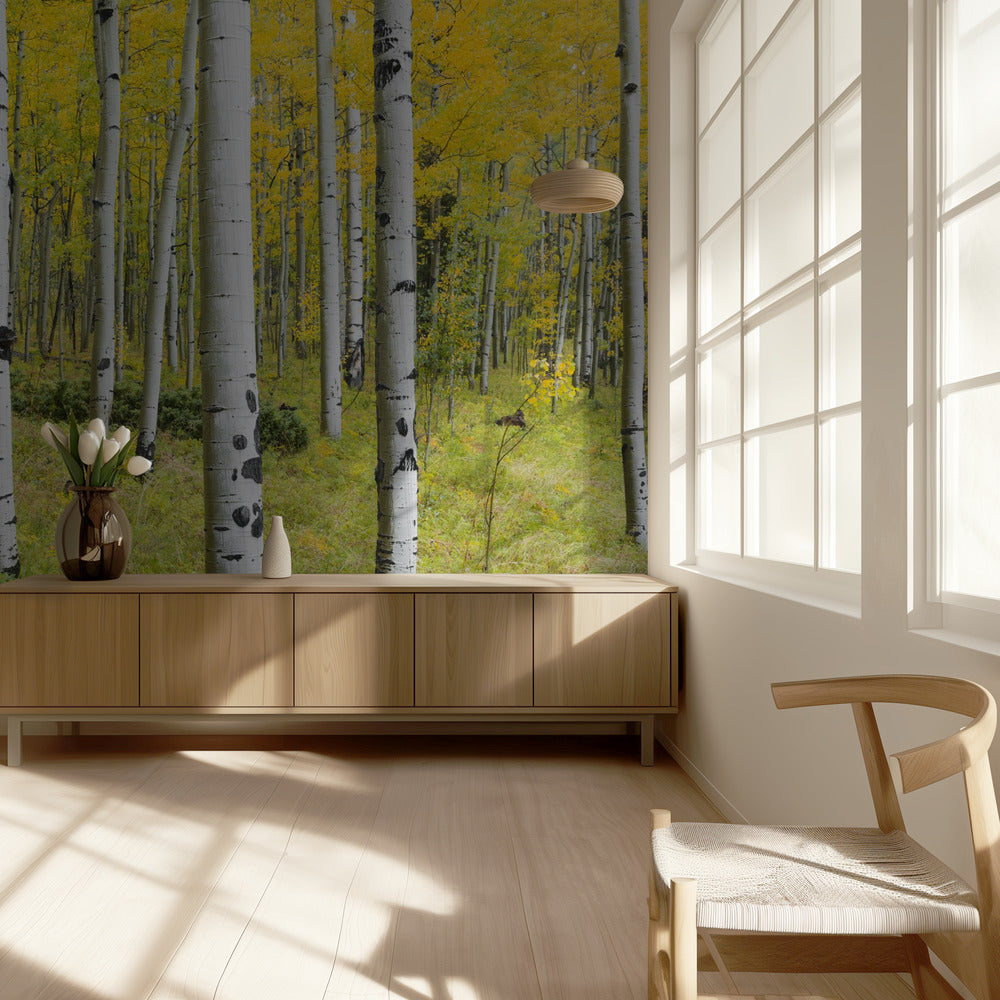 Yellow Birchs | Wallpaper