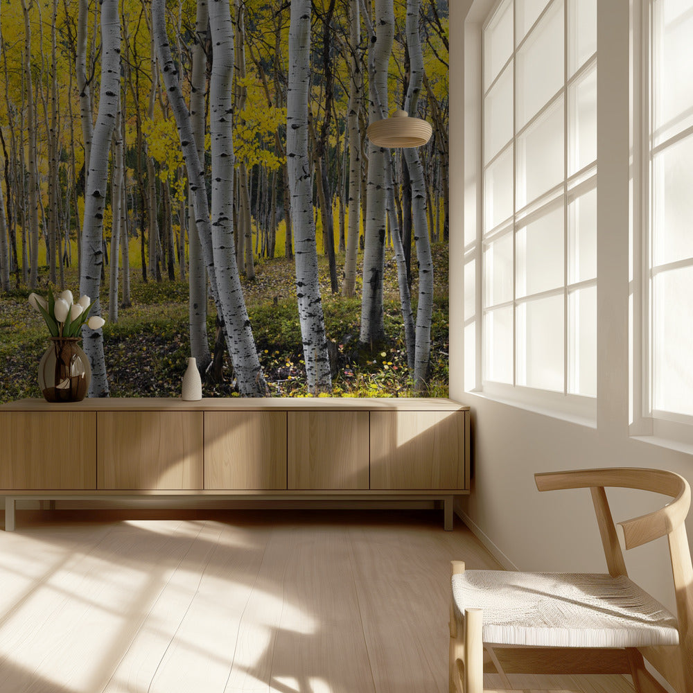 Autumn Birchs | Wallpaper