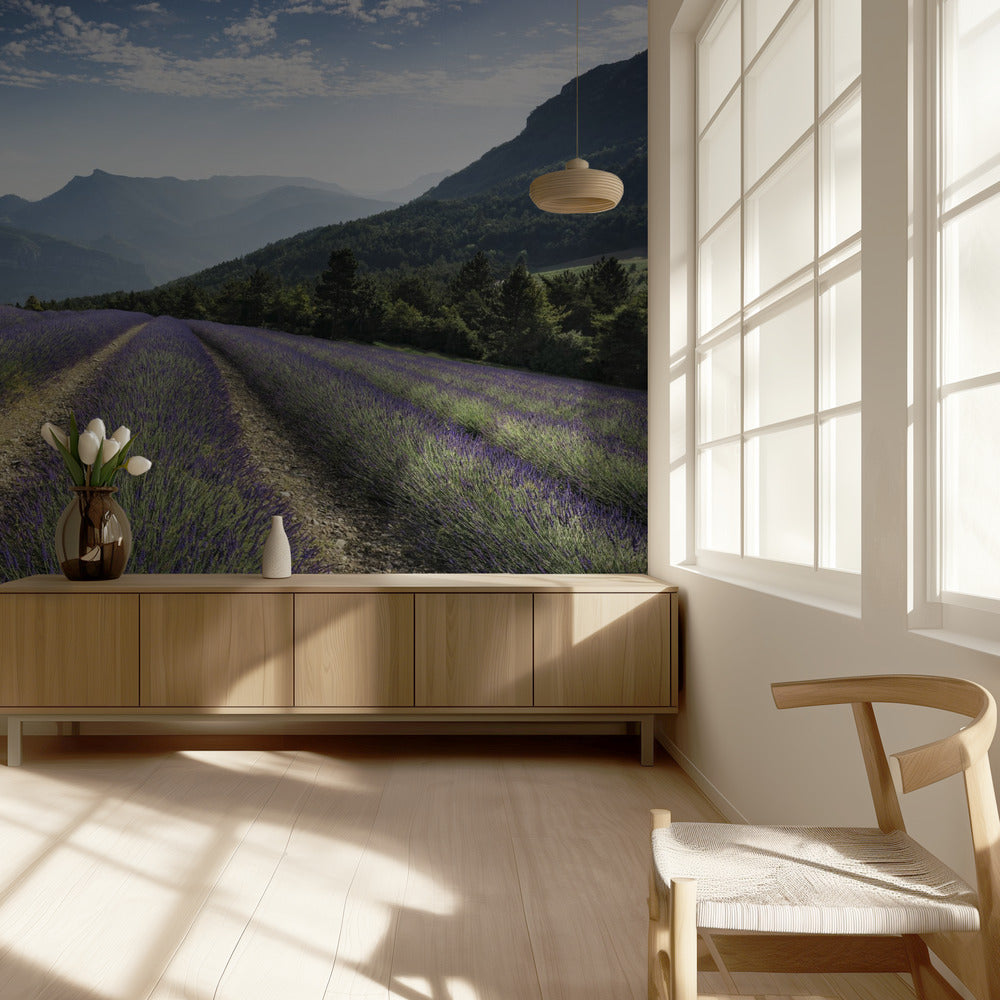 Lavender Hills | Wallpaper