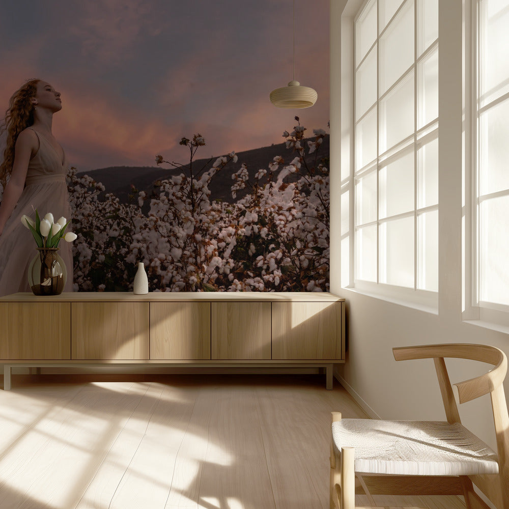 Sunset in the cotton field | Wallpaper