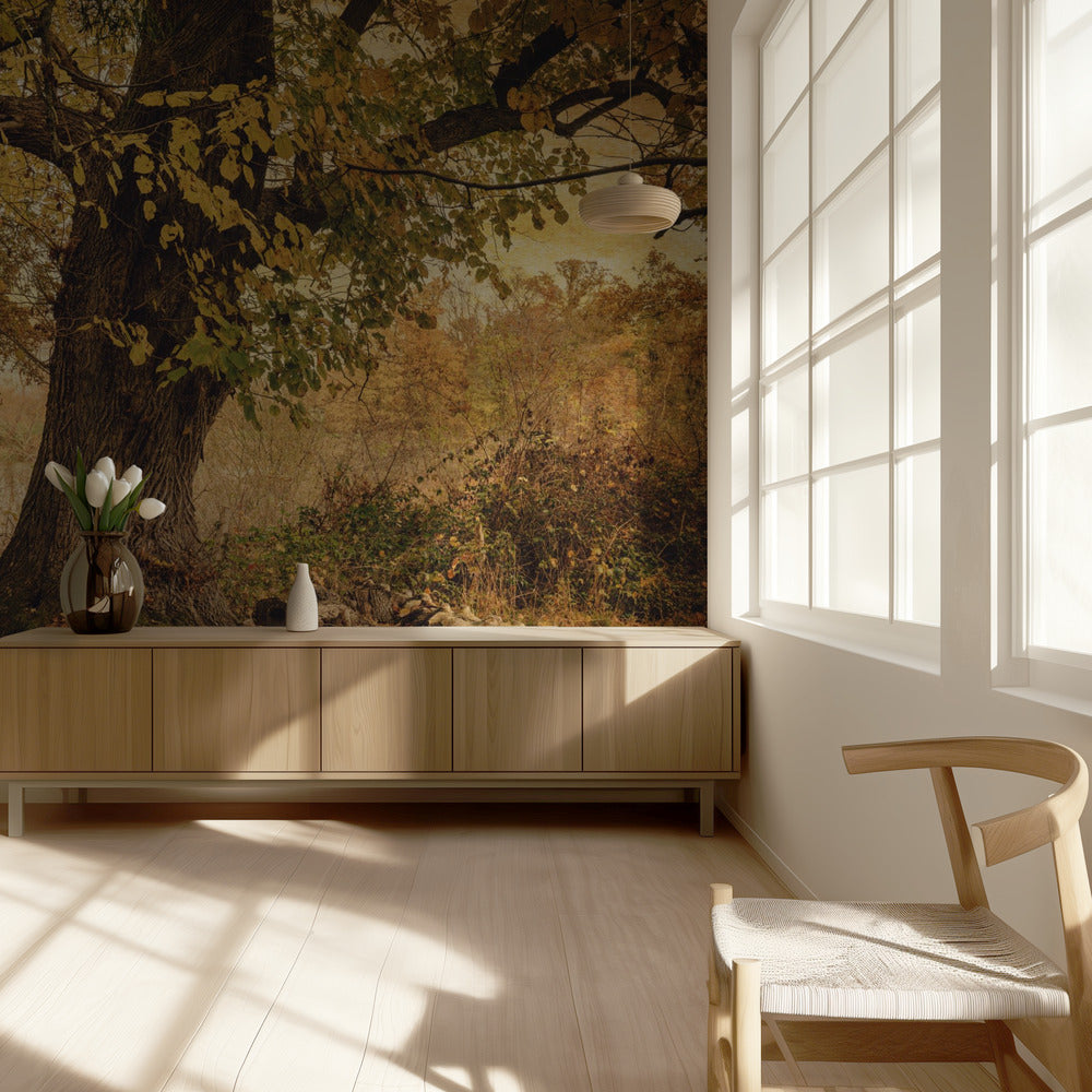 Old tree | Wallpaper