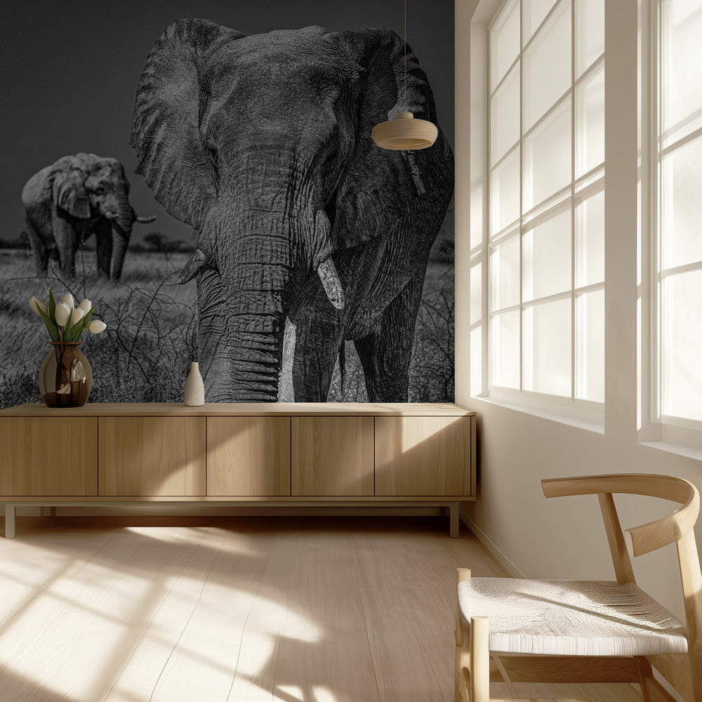 Elephant fields | Wallpaper