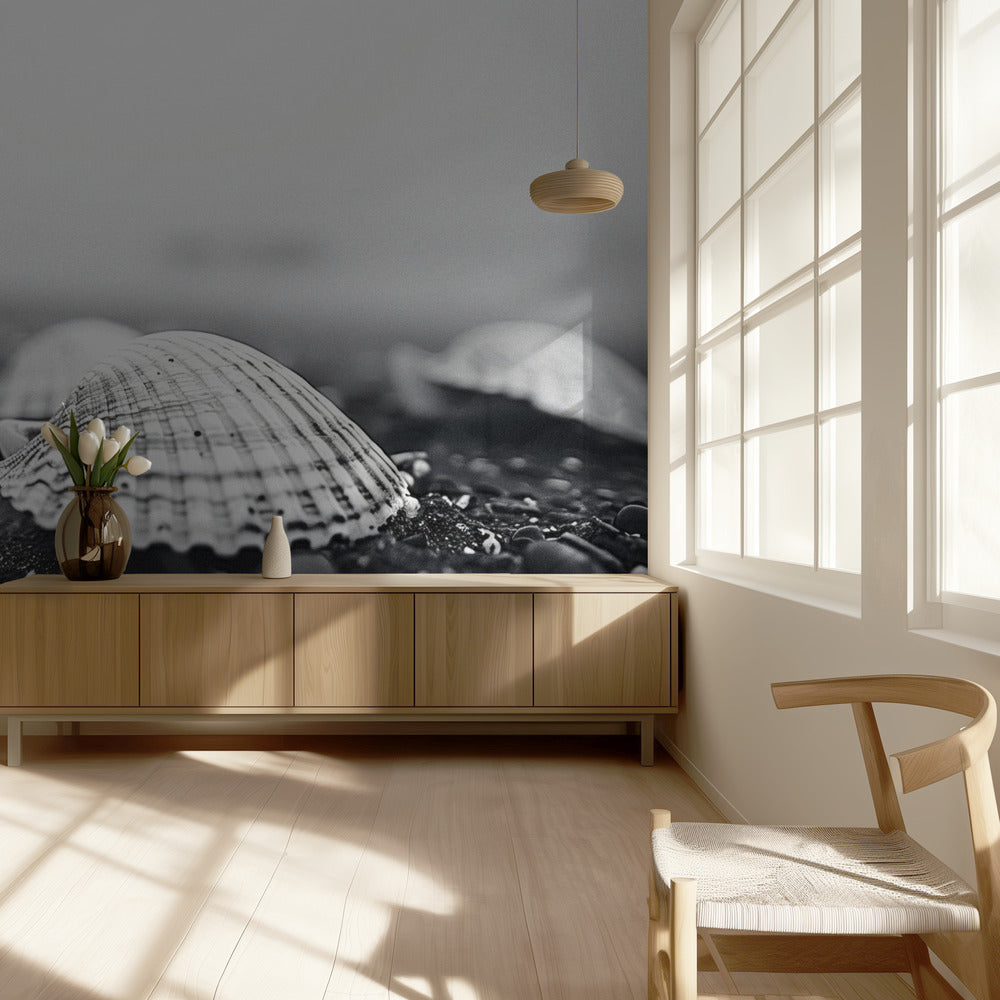 Seashell Serenity | Wallpaper