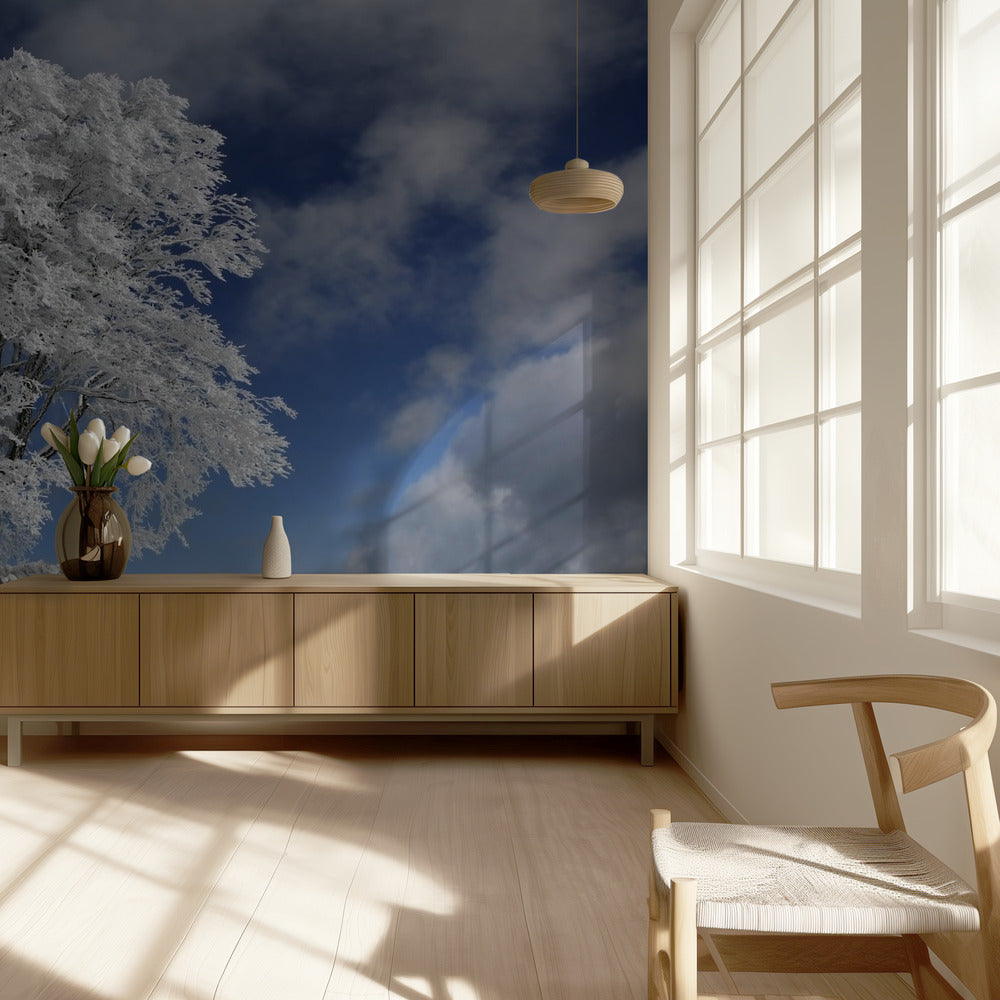 White Windbuche in Black Forest | Wallpaper