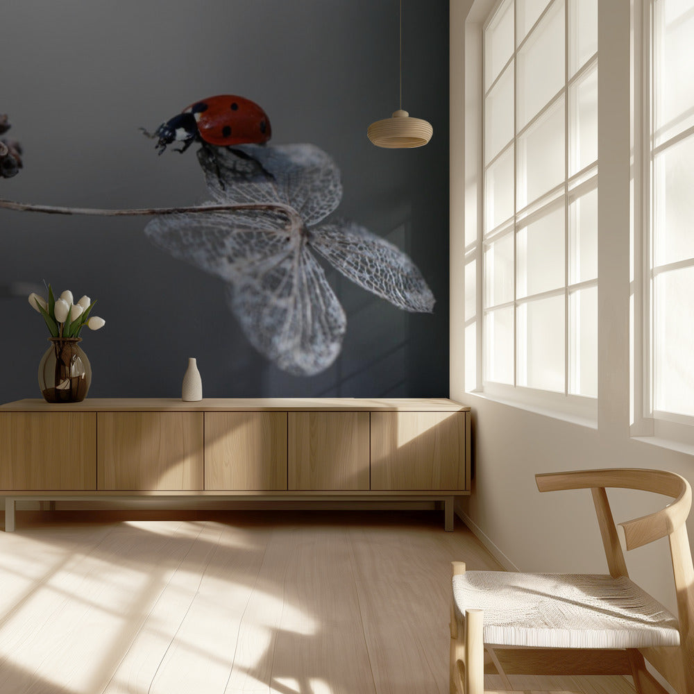 Ladybird on hydrangea. | Wallpaper