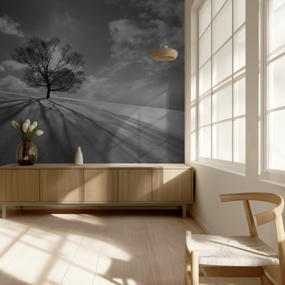 Tree Shadow | Wallpaper